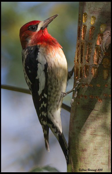 _5SB8196 red-breasted sapsucker.jpg